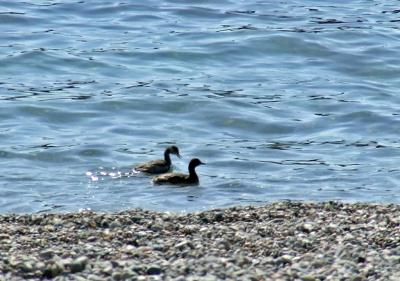 Прикрепленное изображение: DSCF7788.jpg